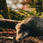 Bavarian Forest National Park