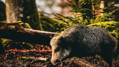 Bavarian Forest National Park