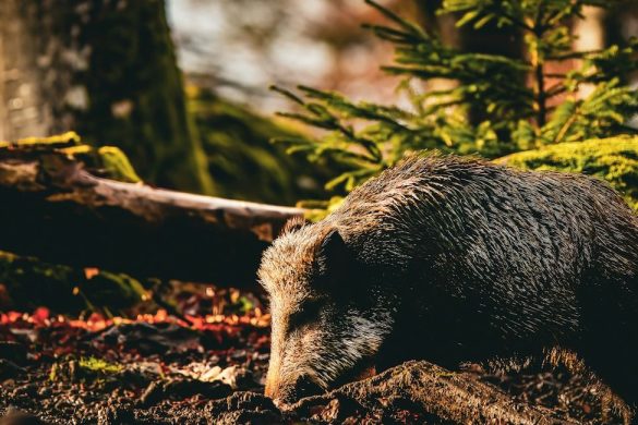 Bavarian Forest National Park