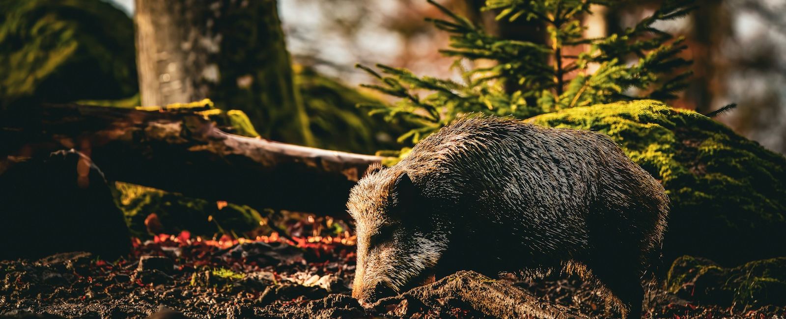 Bavarian Forest National Park