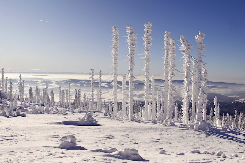 Bavarian Forest in winter