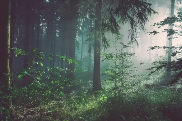 Bavarain-forest:Bavarian Folklore and Mythology