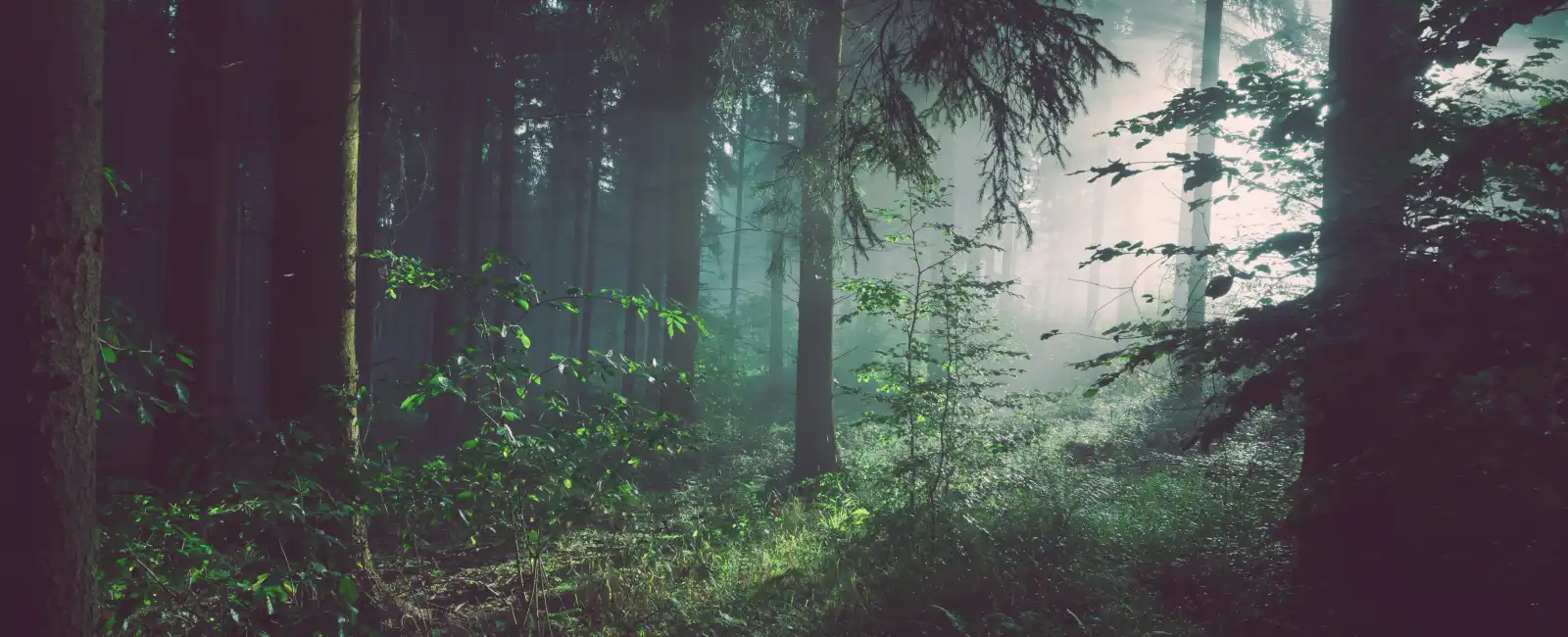 Bavarain-forest:Bavarian Folklore and Mythology